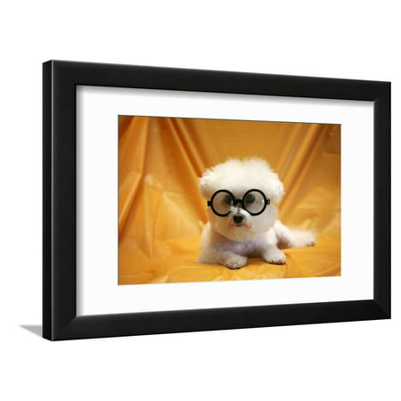 Fifi The Purebred Bichon Frise Fresh From The Doggy Day Spa Tries Out Her Halloween Costumes Framed Print Wall Art By
