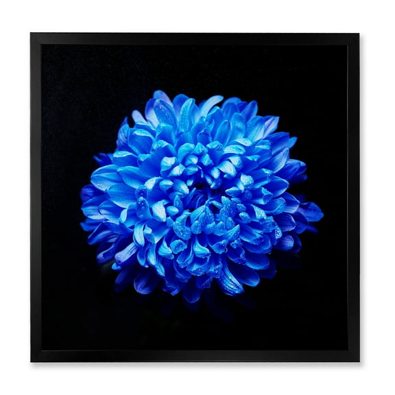 Designart 'Dew Drops on Blue Aster ' Traditional Framed Art Print