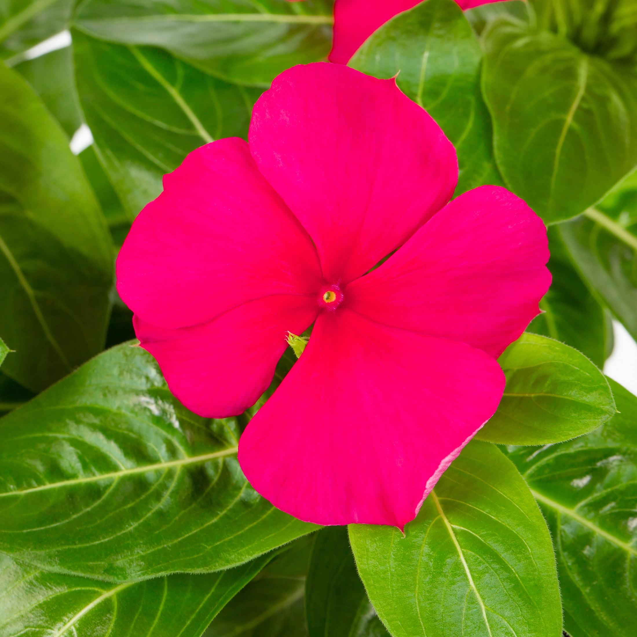 Expert Gardener 1.5gal Pink Vinca Live Annual Plant Hanging Basket Sun