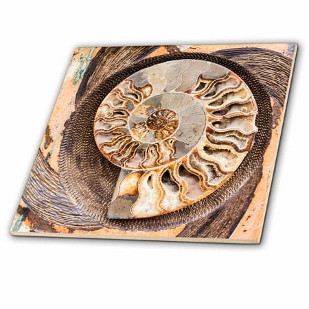 3dRose A fossilized shell cut in half. Santa Fe, New Mexico, USA. - Ceramic Tile, (Best Way To Cut Ceramic Tile)