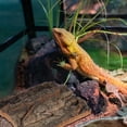 thumbnail image 3 of Baluue 4 Pcs Cork Bark Decor Cork Bark Hide Natural Cork Bark for Pet Habitat Setup, 3 of 6