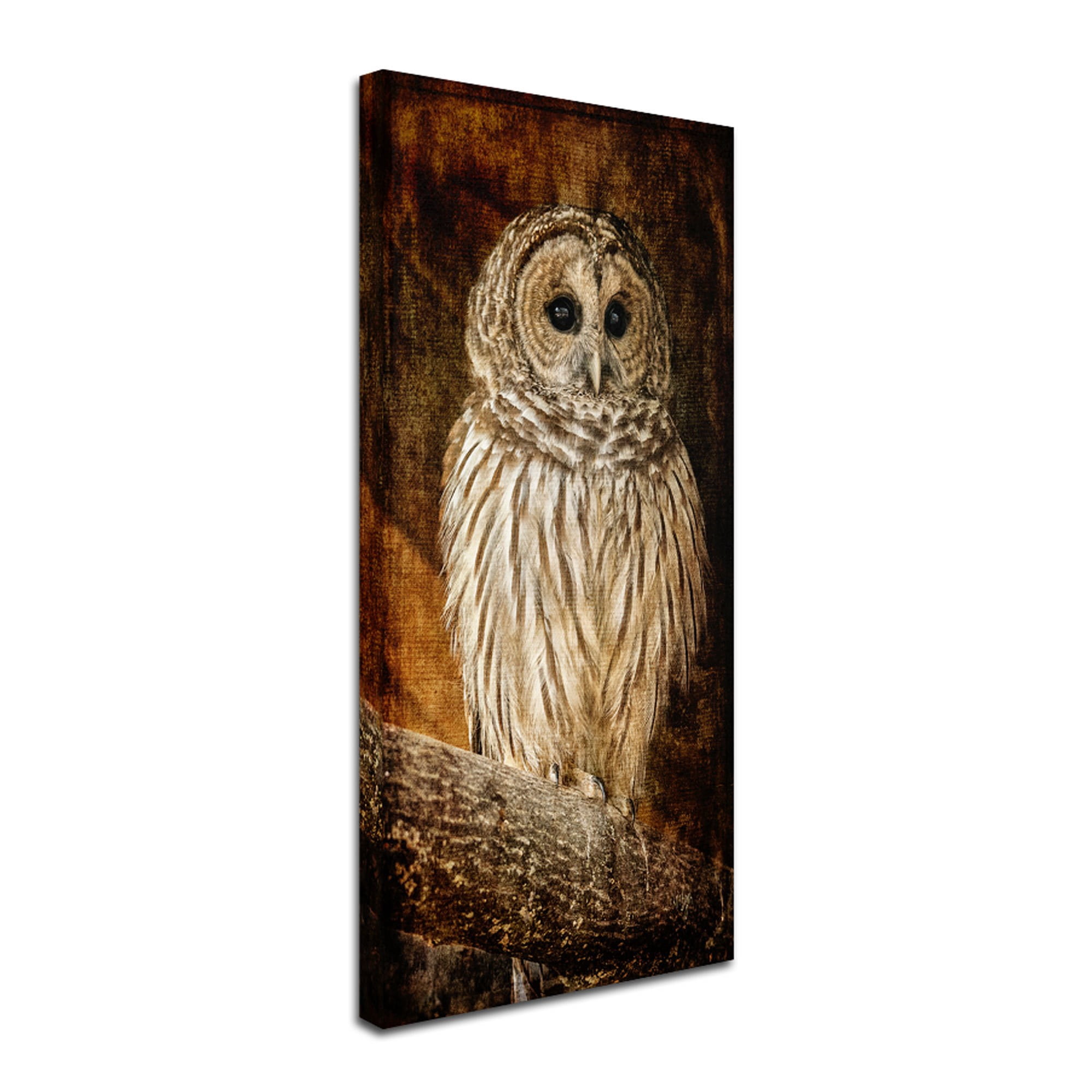 Trademark Fine Art "Wisdom" Canvas Art by Lois Bryan
