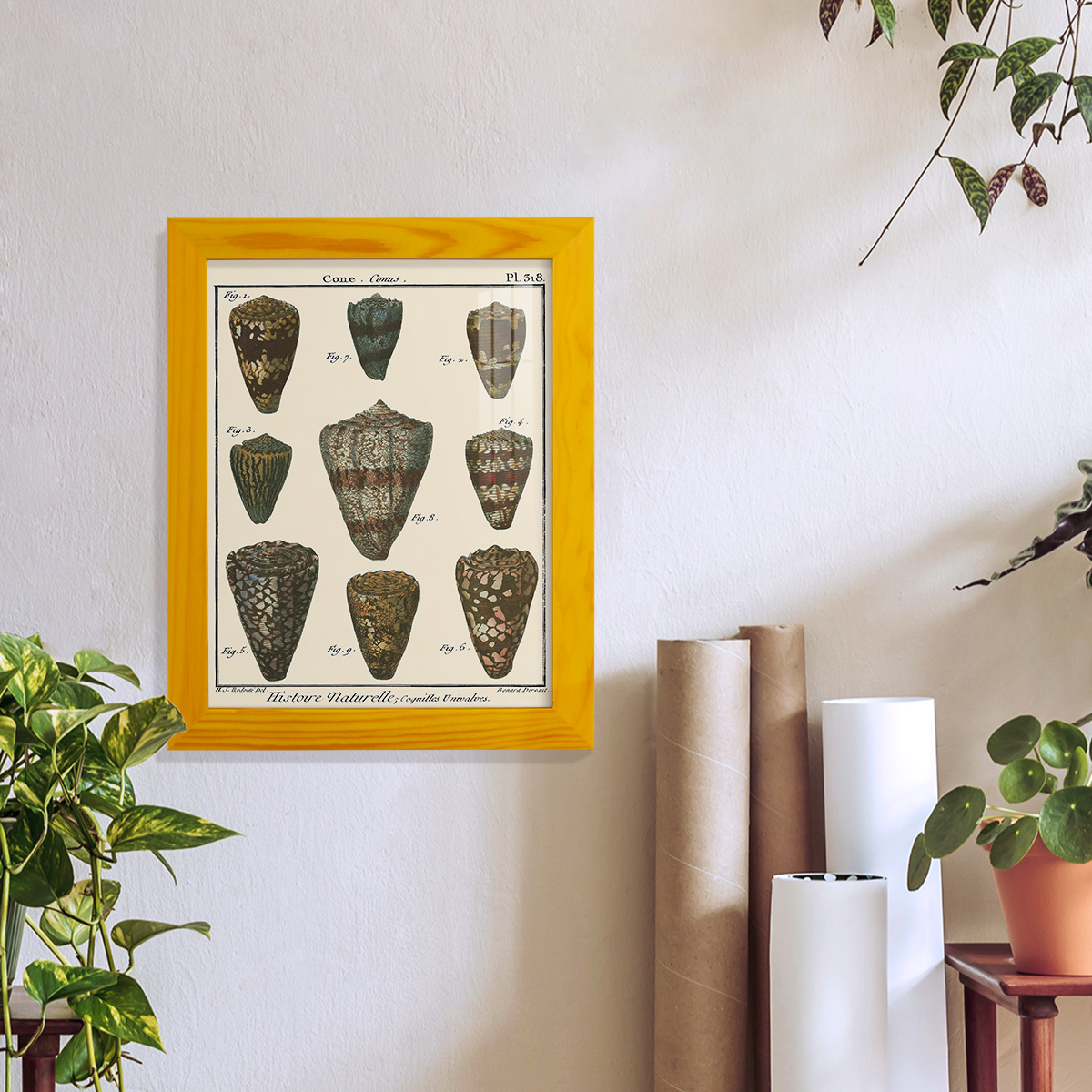 Cone Shell pl. 318 -Framed Print w/glass-Sunflower Yellow