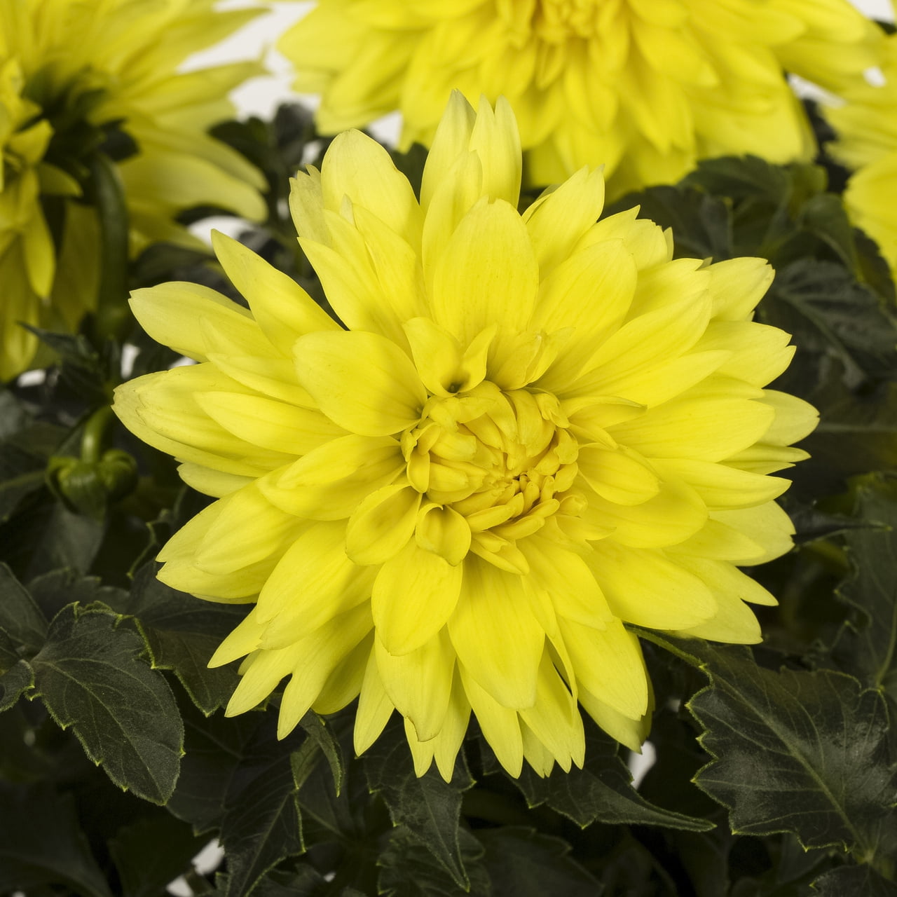 Better Homes & Gardens 2QT Yellow Dahlia Live Annual Plant Sun 3-Pack