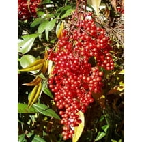 Domestic Nandina Live Plant 12-18" in Height in a #3 Container