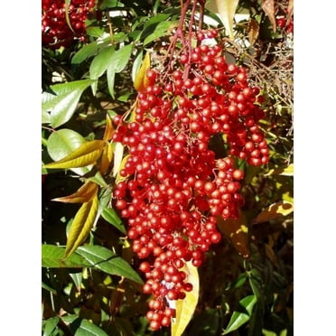 Domestic Nandina Live Plant 12-18" in Height in a #3 Container