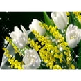 thumbnail image 1 of Cuadros Decorativos Kit de pintura por números DIY Tulip Oil Art Picture Craft Home Wall Decor (B3120) Tmvgtek embutido en tela, 1 of 2