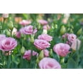 thumbnail image 3 of 20 Improved Pink Lisianthus Flower Seeds for Planting -Pelleted Seed, 3 of 6