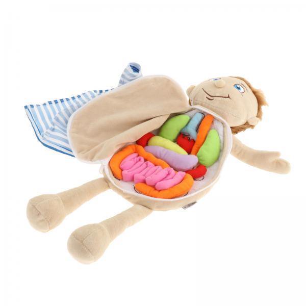 2x Juguete de anatomía del cuerpo , muñeca suave, órganos de conciencia, órganos extraíbles, herramienta de enseñanza multicolor, juguetes