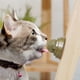 thumbnail image 4 of Cat Snacks Catnip Saludable Nutrición Pelota Lamiendo Nutrición Juguete, 4 of 9