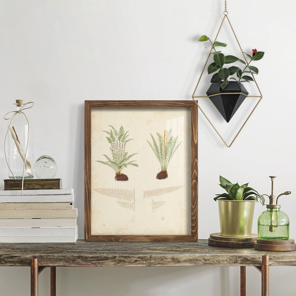 Fern Study III -Framed Print w/glass-Walnut