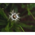 thumbnail image 2 of Talbot Frank, Christopher 17x15 White Modern Wood Framed Museum Art Print Titled - CA, San Diego, Mission Trails Park A Dandelion, 2 of 4