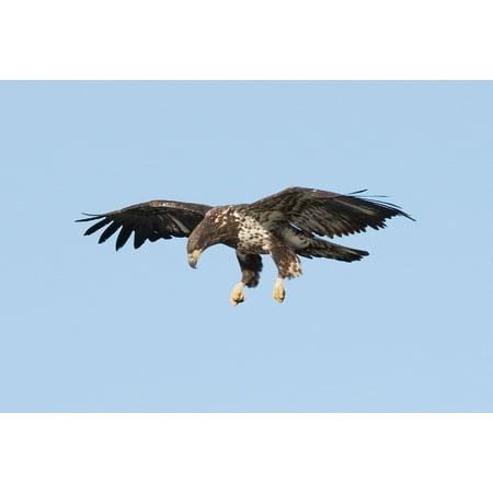 Peel N Stick Poster Of Flight Raptor Flying Bird Juvenile Bald Eagle Poster 24x16 Adhesive Sticker Poster Print