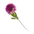 thumbnail image 1 of Coofit Artificial Dandelion Realistic Decorative Artificial Flower Fake Flower for Vase, 1 of 10