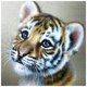 thumbnail image 3 of Cuadros Decorativos 5D Diamond Painting Little Tiger Set Full Square Mosaic Picture DIY Decoración para el hogar Ndcxsfigh Nuevos Originales, 3 of 9