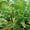 1.8*0.9m, variant on Jingjianm Climbing Plant - Heavy Duty Garden For Cucumbers, Vines, Vegetables, Tomato Plant , Climbing Vines (27 Strands) 1.8*0.9m