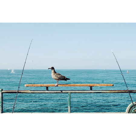 LAMINATED POSTER Bird Sailboats Fishing Rods Perch Ocean Sea Poster Print 24 x