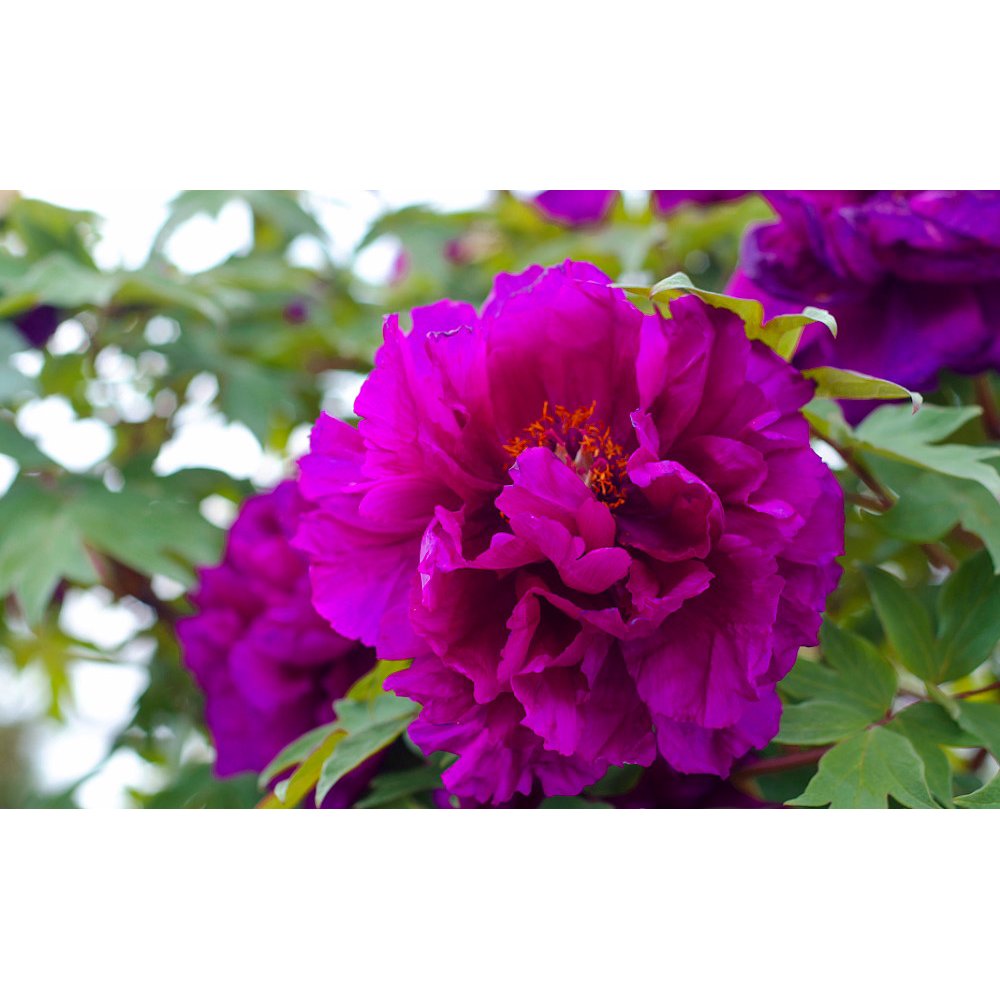 Japanese Tree Peony Shimadaijin/Yagumo Island Minister 1.6 Gallon