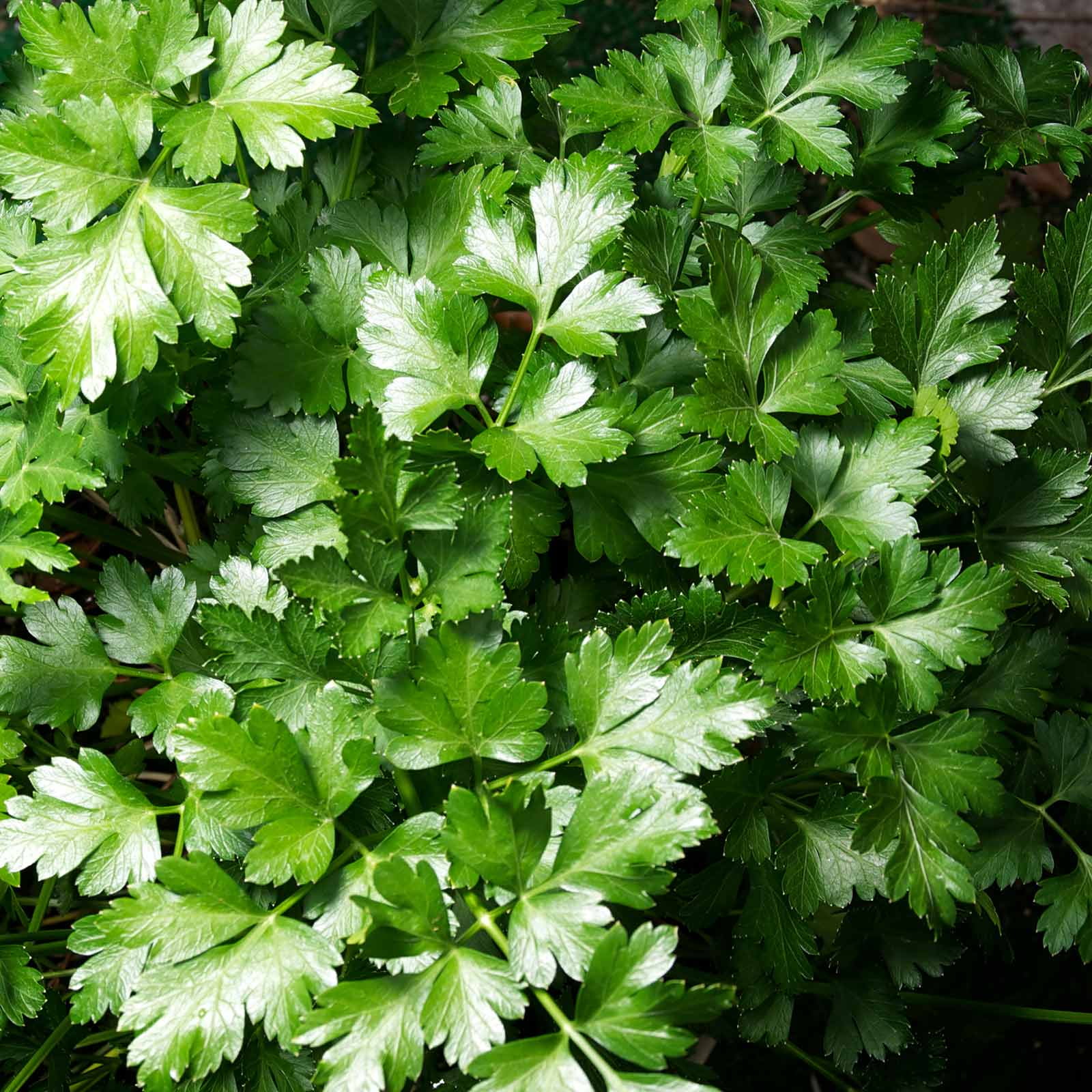 Dark Green Italian FlatLeaf Parsley Seeds 4 Oz NonGMO Herb Seeds