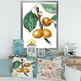 thumbnail image 3 of Designart 'Ancient Fruits II' Farmhouse Framed Art Print, 3 of 4