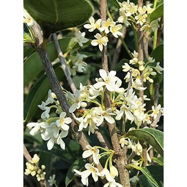 PERFECT PLANTS, Tea Olive, 7 gal, Fragrant Evergreen Bush