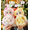 One Box (Random), variant on LIILA V5 Magic Fulu Hulu Auspicious Dream Series Plush Blind Box, Cute Liila Plush Doll Xmas Birthday Gift (7 Possible Styles)