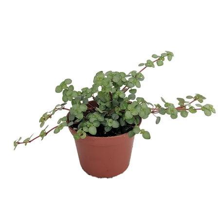 Biblical Job's Tears/Blue Baby Tears - Pilea glauca - 2.5" Pot