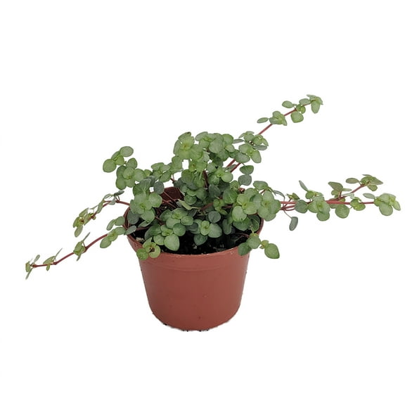 Biblical Job's Tears/Blue Baby Tears - Pilea glauca - 2.5" Pot