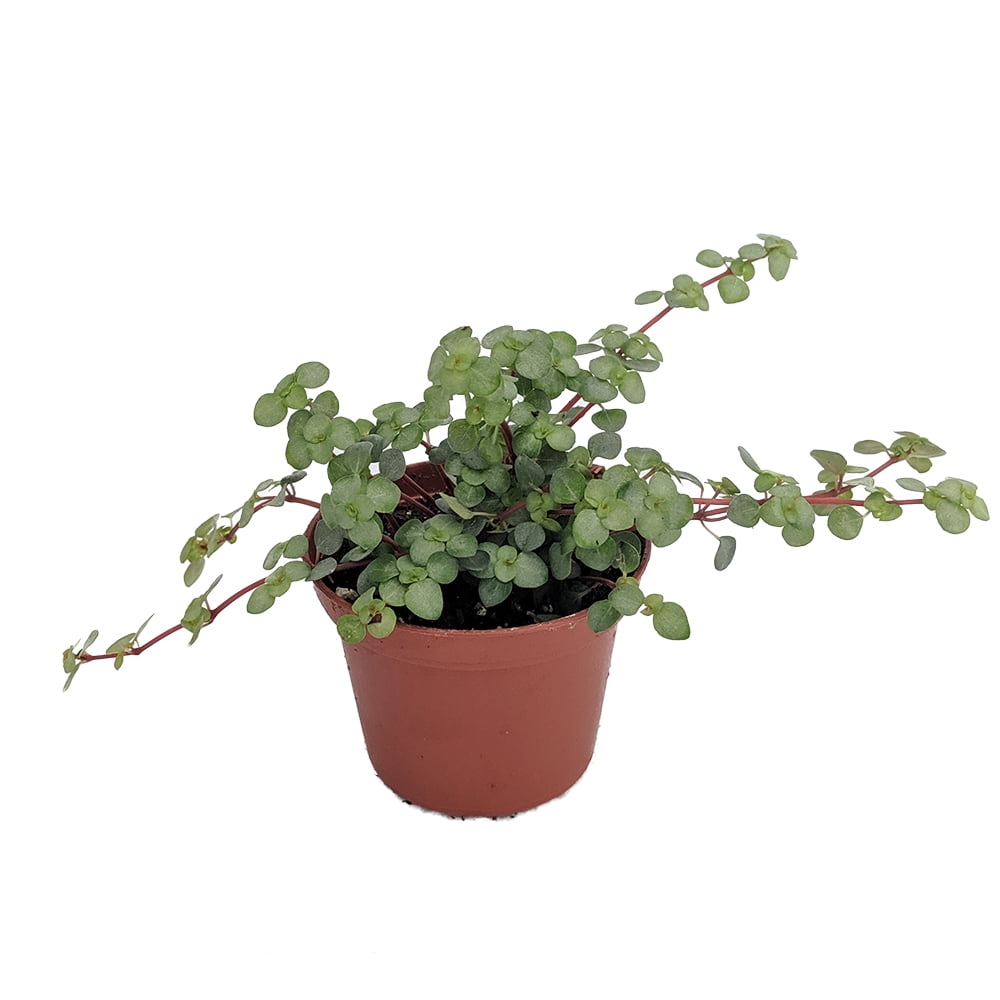 Biblical Job's Tears/Blue Baby Tears Pilea glauca 2.5" Pot Easy