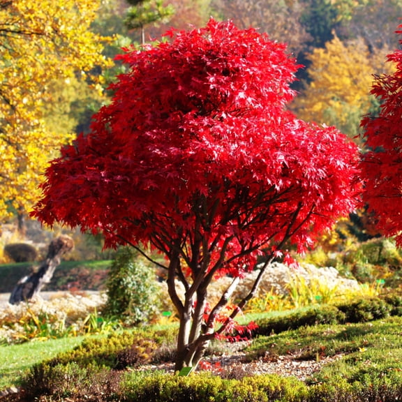 TomorrowSeeds - Red Japanese Maple Tree (Bloodleaf) Seeds - 50 Count - For 2026 Planting