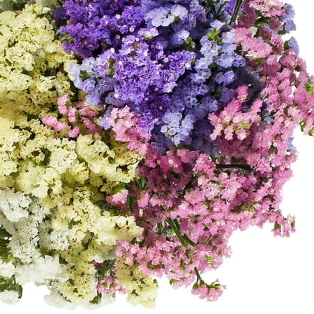 Assorted Colors Statice - Farm Direct Fresh Cut Flowers - 200 Stems