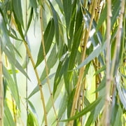 5-6ft Weeping Willow