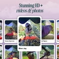 thumbnail image 4 of Comedero inteligente para pájaros Bird Buddy Pro Solar con cámara azul, 4 of 9