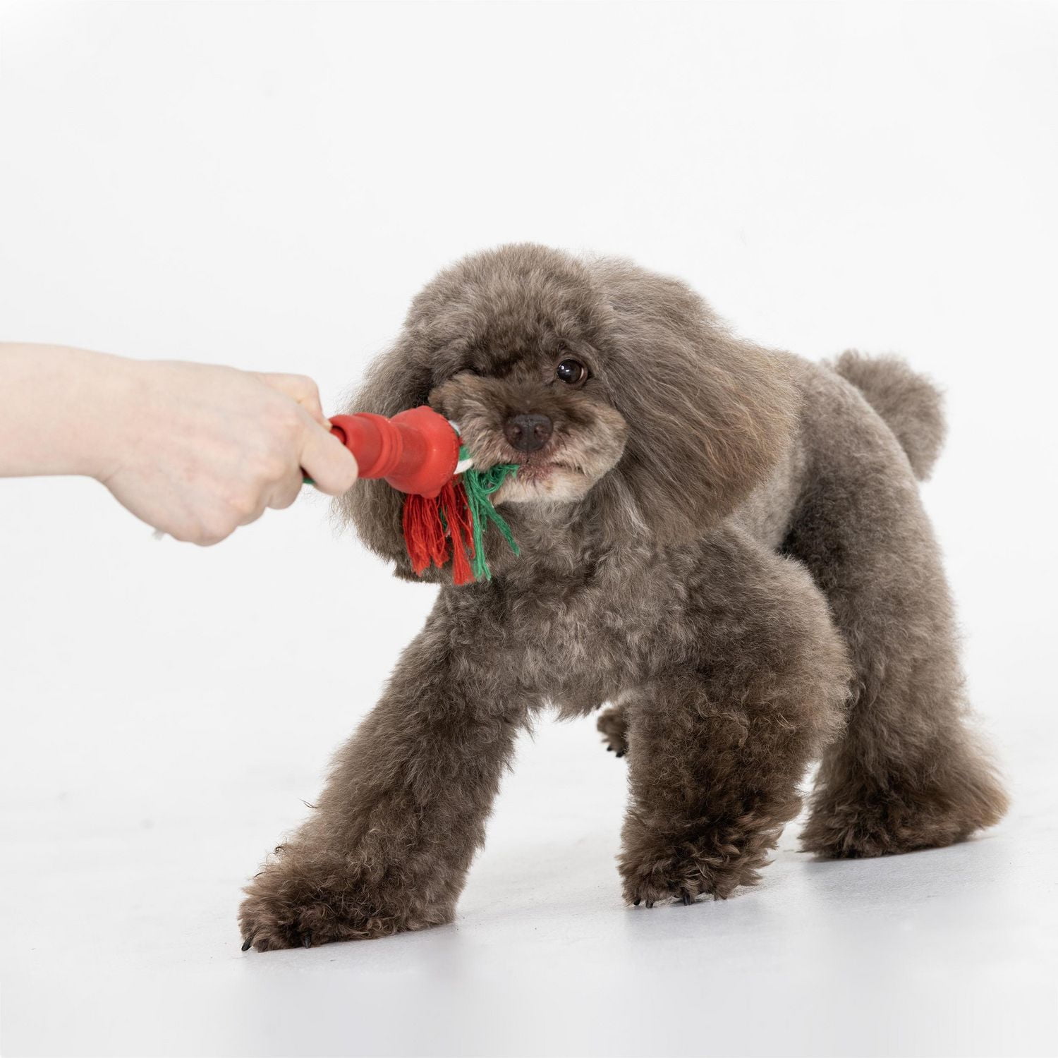 JOUET POUR CHIEN EN CORDE DE CAOUTCHOUC VIBRANT LIFE