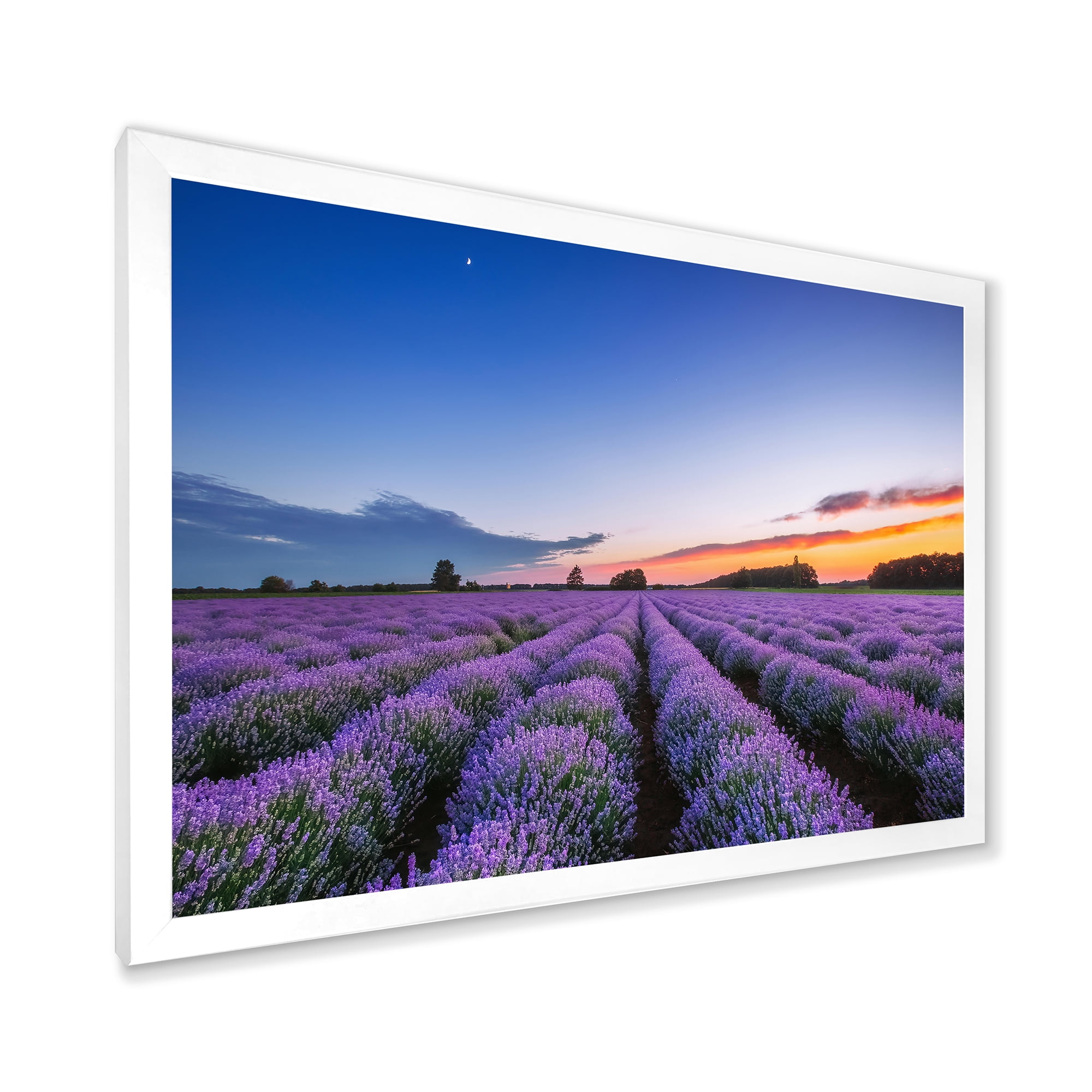 Designart 'Dramatic Clouds and Sunrise Over Lavender Field I' Farmhouse Framed Art Print
