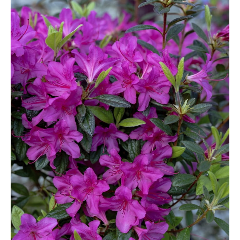 Encore Azalea Autumn Amethyst (1 Gallon) Lavender Purple Flowering