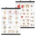 thumbnail image 1 of Set de pósteres Palace Learning Anatomy and Lesiones Knee & Shoulder, 1 of 4