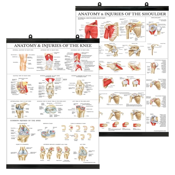 Set de pósteres Palace Learning Anatomy and Lesiones Knee & Shoulder