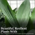 thumbnail image 6 of American Plant Exchange Hardy Cast Iron Live Plants in Pot, 6 of 7