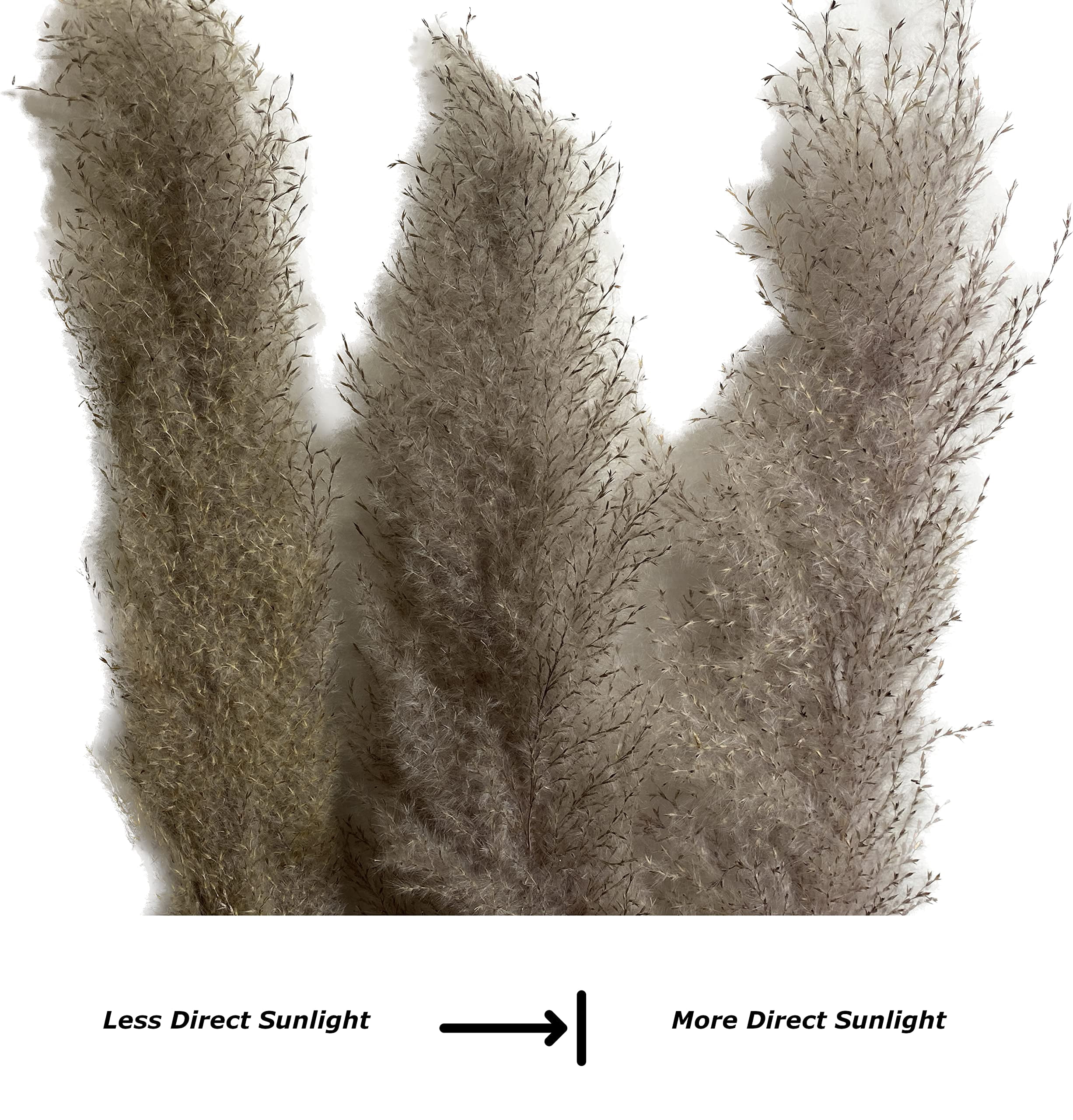CalCastle Craft 3 Stems 48" Dried Natural Pampas Reed Dried Flowers Wedding Home Decor (Reed Natural Gray Jumbo)