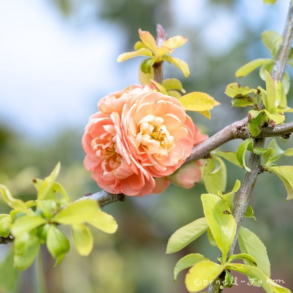Cameo Flowering Quince Live Shrub – 1 Gallon