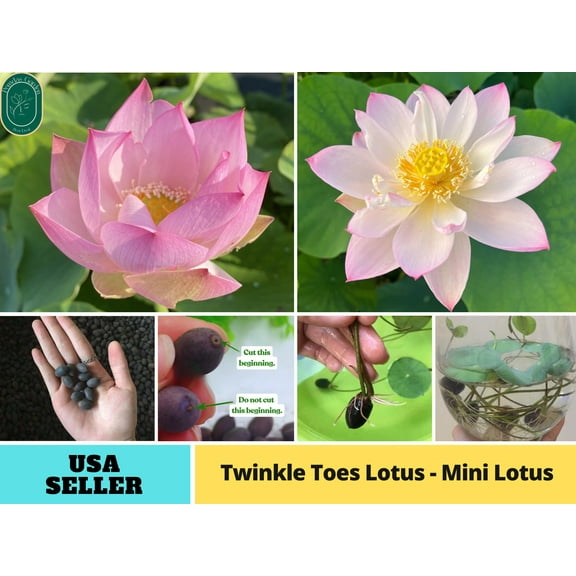 5 Rare Seeds| Twinkle Toes Lotus -MINI LOTUS Seeds - Indian Lotus (Nelumbo nucifera) Seeds - Flower Seeds - B3G1 #Q049
