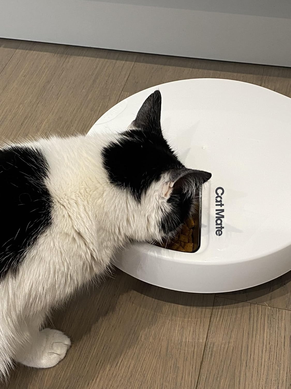 C500 Automatic 5 Bowl Digital Timer-Controlled Pet Feeder for Cats and Small Dogs with Twin Ice Packs