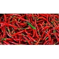 thumbnail image 3 of Big Pack of Hot Pepper Seeds - 4 Types - Jalapeno Pepper, Habenero Pepper, Long Cayenne Red Pepper and Anaheim Chilli - 100 Seeds of Each Type to Grow, 3 of 3