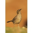 thumbnail image 2 of Archer, Ken 11x14 Black Ornate Wood Framed with Double Matting Museum Art Print Titled - Curve-billed thrasher, 2 of 4
