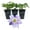 3 Plants, variant on Clematis Crystal Fountain - Live Starter Plant in a 2 Inch Growers Pot - Starter Plants Ready for The Garden - Rare Clematis for Collectors