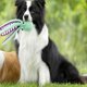 thumbnail image 2 of 2PCS Premium Pet Plush Toy Premium Pet Plush Octopus Squeaky Dog Toys, 2 of 5