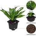 thumbnail image 2 of 12 Pack Live Janet Craig Compacta Dracaena, Dwarf Dracaena, Indoor Potted Houseplant, Office Gift, Gardener Birthday Gift, Housewarming Gift, Sympathy Gift in 3" Pot, 2 of 5