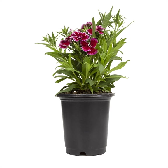 Altman Plants Red Dianthus Plant 4-Pack (Approx. 10" Tall), Live Plants for Garden, Spring Flowers