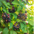 thumbnail image 3 of Set of 2 Ouachita Blackberry Live Plants 4-6 Inch Tall, Sweet Edible Berry Bushes for Gardens, 3 of 6